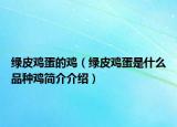 绿皮鸡蛋的鸡（绿皮鸡蛋是什么品种鸡简介介绍）