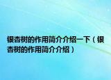 银杏树的作用简介介绍一下（银杏树的作用简介介绍）