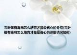 雪叶莲有毒吗怎么培育才是最省心的介绍(雪叶莲有毒吗怎么培育才是最省心的详细情况如何)