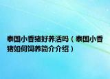 泰国小香猪好养活吗（泰国小香猪如何饲养简介介绍）