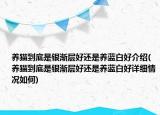 养猫到底是银渐层好还是养蓝白好介绍(养猫到底是银渐层好还是养蓝白好详细情况如何)