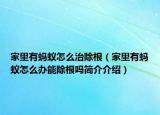 家里有蚂蚁怎么治除根（家里有蚂蚁怎么办能除根吗简介介绍）