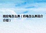 斑纹龟怎么养（豹龟怎么养简介介绍）