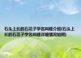 石头上长的石花子学名叫啥介绍(石头上长的石花子学名叫啥详细情况如何)
