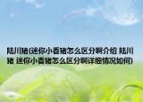 陆川猪(迷你小香猪怎么区分啊介绍 陆川猪 迷你小香猪怎么区分啊详细情况如何)