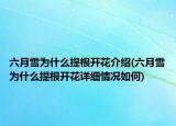 六月雪为什么提根开花介绍(六月雪为什么提根开花详细情况如何)