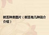 树舌种类图片（树舌有几种简介介绍）