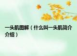 一头肌图解（什么叫一头肌简介介绍）