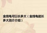 金线龟可以长多大（金线龟能长多大简介介绍）