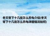 冬天零下十几度怎么养龟介绍(冬天零下十几度怎么养龟详细情况如何)