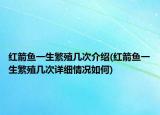 红箭鱼一生繁殖几次介绍(红箭鱼一生繁殖几次详细情况如何)