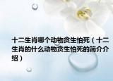 十二生肖哪个动物贪生怕死（十二生肖的什么动物贪生怕死的简介介绍）