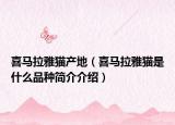 喜马拉雅猫产地（喜马拉雅猫是什么品种简介介绍）