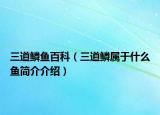 三道鳞鱼百科（三道鳞属于什么鱼简介介绍）