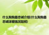什么狗狗最忠诚介绍(什么狗狗最忠诚详细情况如何)