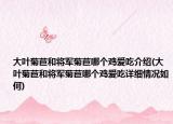 大叶菊苣和将军菊苣哪个鸡爱吃介绍(大叶菊苣和将军菊苣哪个鸡爱吃详细情况如何)