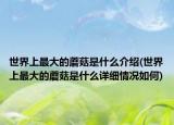 世界上最大的蘑菇是什么介绍(世界上最大的蘑菇是什么详细情况如何)