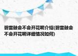 碧雷鼓会不会开花呢介绍(碧雷鼓会不会开花呢详细情况如何)
