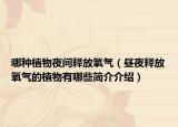 哪种植物夜间释放氧气（昼夜释放氧气的植物有哪些简介介绍）