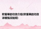 欧蓍草的功效介绍(欧蓍草的功效详细情况如何)