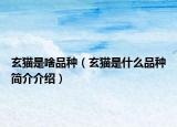 玄猫是啥品种（玄猫是什么品种简介介绍）