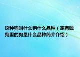 这种狗叫什么狗什么品种（家有贱狗里的狗是什么品种简介介绍）