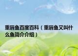 重唇鱼百度百科（重唇鱼又叫什么鱼简介介绍）
