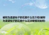 被称为凌波仙子的花是什么花介绍(被称为凌波仙子的花是什么花详细情况如何)