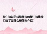 被门挤过的核桃类似的梗（核桃被门夹了是什么梗简介介绍）