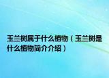 玉兰树属于什么植物（玉兰树是什么植物简介介绍）