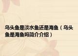 乌头鱼是淡水鱼还是海鱼（乌头鱼是海鱼吗简介介绍）