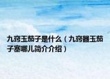 九窍玉茄子是什么（九窍器玉茄子塞哪儿简介介绍）