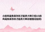 小的凤尾鱼苗怎样才能养大啊介绍(小的凤尾鱼苗怎样才能养大啊详细情况如何)