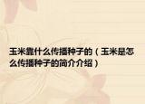 玉米靠什么传播种子的（玉米是怎么传播种子的简介介绍）