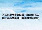天天向上毛小兔是哪一期介绍(天天向上毛小兔是哪一期详细情况如何)