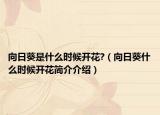 向日葵是什么时候开花?（向日葵什么时候开花简介介绍）