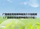 广西哪里有烟草种植简介介绍视频（广西哪里有烟草种植简介介绍）
