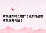 水果红布林长啥样（红布林是啥水果简介介绍）