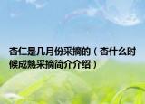杏仁是几月份采摘的（杏什么时候成熟采摘简介介绍）