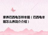 家养巴西龟怎样冬眠（巴西龟冬眠怎么养简介介绍）
