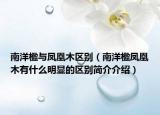 南洋楹与凤凰木区别（南洋楹凤凰木有什么明显的区别简介介绍）