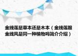 金线莲是草本还是木本（金线莲跟金线风是同一种植物吗简介介绍）