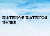 歌曲丁香花介绍(歌曲丁香花详细情况如何)