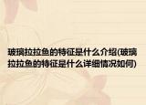 玻璃拉拉鱼的特征是什么介绍(玻璃拉拉鱼的特征是什么详细情况如何)