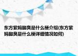东方紫妈脚臭是什么梗介绍(东方紫妈脚臭是什么梗详细情况如何)