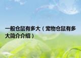 一般仓鼠有多大（宠物仓鼠有多大简介介绍）