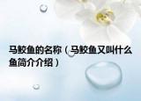 马鲛鱼的名称（马鲛鱼又叫什么鱼简介介绍）