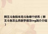 狮王斗鱼和半月斗鱼哪个好养（狮王斗鱼怎么养新手很急ing简介介绍）