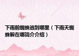 下雨前蜘蛛逃到哪里（下雨天蜘蛛躲在哪简介介绍）