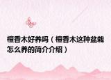 檀香木好养吗（檀香木这种盆栽怎么养的简介介绍）